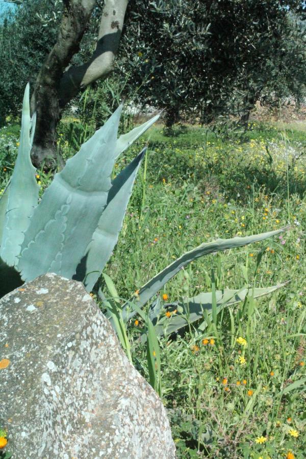 Piccolo Ulivo B&B Salento Vernole Luaran gambar